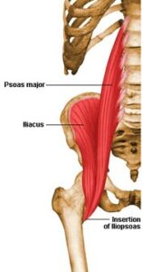 Figure 3. The Iliopsoas (iliacus and psoas muscles)