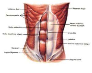 Figure 1. A clear look at the rectus abdominus