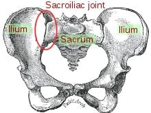 Figure 5 The Sacroiliac Joint